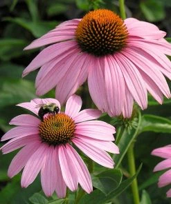 Summer Dreams Pre-Planned Garden 16 Summer Dreams Pre-Planned Garden -Outdoor Garden Care Shop echinacea magnus walters garden cropped 1 1