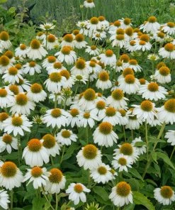 Butterfly Paradise Pre-Planned Cottage Garden -Outdoor Garden Care Shop echinacea pow wow white gardne