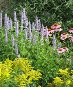 Blue Fortune Agastache -Outdoor Garden Care Shop echinacea purpurea agastache blue fortune solidago