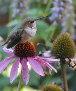 Echinacea Purpurea -Outdoor Garden Care Shop echinacea purpurea birds
