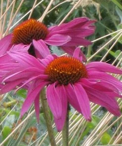 Ruby Star Echinacea