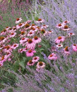 August Afternoons Pre-Planned Garden -Outdoor Garden Care Shop echinacea purpurea magnus perovskia lavandula angustifolia 1
