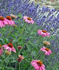 Mitcham Gray English Lavender -Outdoor Garden Care Shop echinacea purpurea w. lavandula