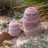 Rainbow Hedgehog Cactus