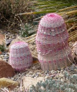 Rainbow Hedgehog Cactus
