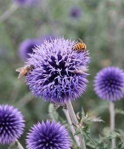 Blue Glow Echinops -Outdoor Garden Care Shop echinops blue glow honeybees sally guthart close up 1