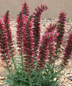 Red Feathers (Echium)