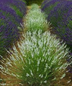 Edelweiss Lavender