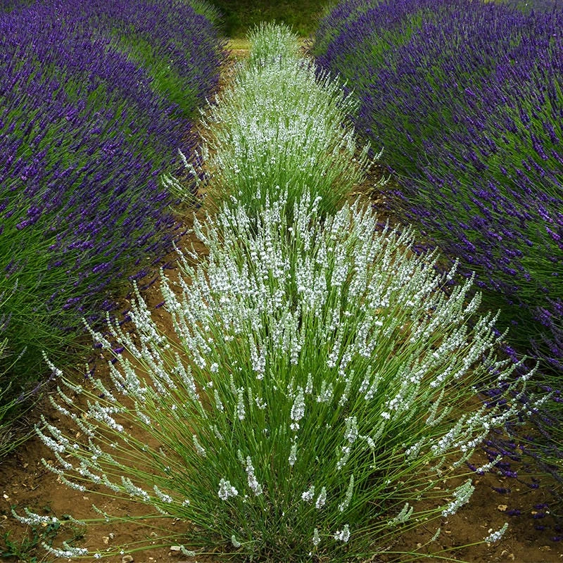 Edelweiss Lavender 1 Edelweiss Lavender
