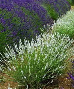Edelweiss Lavender 5 Edelweiss Lavender -Outdoor Garden Care Shop edelweiss lavender pale lavender spikes 1