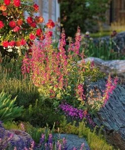Coconino County Desert Penstemon -Outdoor Garden Care Shop emmis oure penstemon coconino county 6 cropped 1