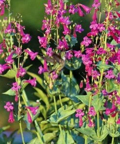 Coconino County Desert Penstemon -Outdoor Garden Care Shop emmis oure penstemon coconino county 7 cropped 2