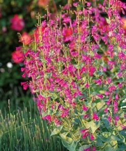 Coconino County Desert Penstemon