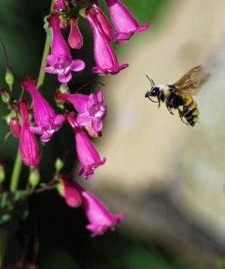 Coconino County Desert Penstemon -Outdoor Garden Care Shop emmis oure penstemon coconino county with bee cropped 1