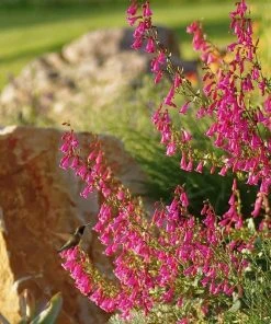 Coconino County Desert Penstemon -Outdoor Garden Care Shop emmis oure penstemon coconino county with cats and hummingbird cropped 1