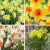 Endless Daffodil Bulb Collection