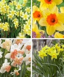 Endless Daffodil Bulb Collection