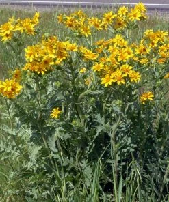 Engelmann's Daisy (Engelmannia) -Outdoor Garden Care Shop engelmannia texas roadway pgh 1