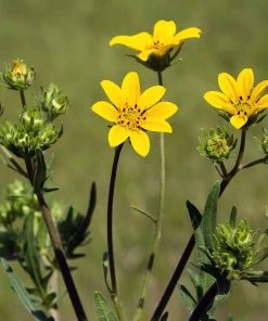Engelmann's Daisy (Engelmannia) -Outdoor Garden Care Shop englemanns daisy closeup cropped 19