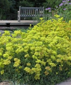 Kannah Creek® Sulphur Buckwheat