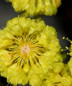 Kannah Creek® Sulphur Buckwheat -Outdoor Garden Care Shop eriogonum umbellatum sulphurflower buckwheat 1