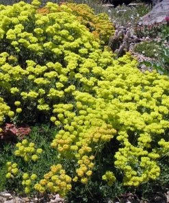 Kannah Creek® Sulphur Buckwheat -Outdoor Garden Care Shop eriogonum umbellatum v aureum kanah creek 49695 1