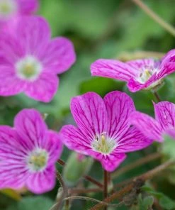 Bishop's Form Heronsbill (Erodium)