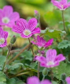 Bishop's Form Heronsbill (Erodium) -Outdoor Garden Care Shop erodium bishops form 3