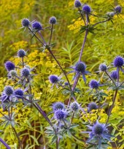 Blue Glitter Sea Holly (Eryngium)