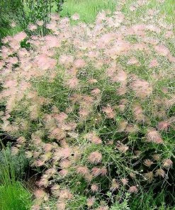 Apache Plume (Fallugia) -Outdoor Garden Care Shop fallugia paradoxa j. sedbrook1 plant select cropped