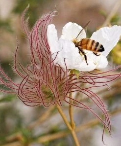 Apache Plume (Fallugia)
