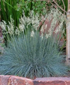 Serene Shade Pre-Planned Garden 13 Serene Shade Pre-Planned Garden -Outdoor Garden Care Shop festuca idahoensis siskiyou blue