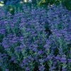 First Choice Caryopteris