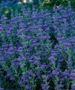 First Choice Caryopteris