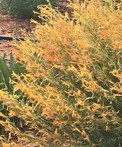 FlowerKisser® Citrus Surprise Penstemon