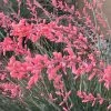 FlowerKisser® Weeping Pink Texas Yucca (Hesperaloe)