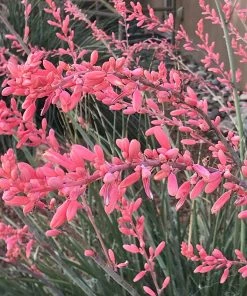 FlowerKisser® Weeping Pink Texas Yucca (Hesperaloe)