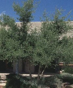 Berry Girl New Mexico Privet -Outdoor Garden Care Shop forestiera neomexicana 52550 2 happy boy 1