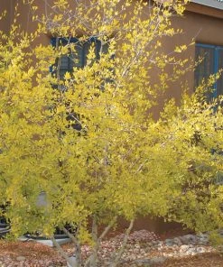 Berry Girl New Mexico Privet -Outdoor Garden Care Shop forestiera neomexicana 52550 fall 1