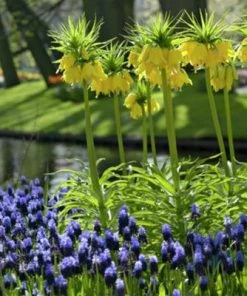 Yellow Crown Imperial -Outdoor Garden Care Shop fritallarialutea 1