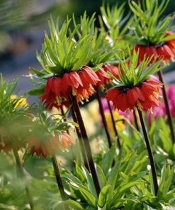 Red Crown Imperial -Outdoor Garden Care Shop fritillariared2