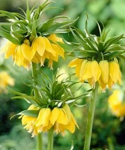 Yellow Crown Imperial -Outdoor Garden Care Shop fritillariayellow1 1