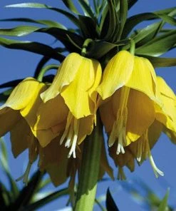 Yellow Crown Imperial -Outdoor Garden Care Shop fritillariayellow 1