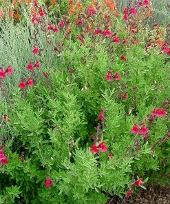 Furman's Red Texas Salvia -Outdoor Garden Care Shop furmans red texas salvia