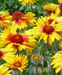 Amber Wheels Gaillardia