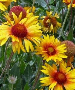 Amber Wheels Gaillardia -Outdoor Garden Care Shop gaillardia aristida amber wheels 4