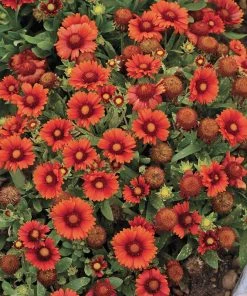 Gaillardia Collection (Blanket Flower) -Outdoor Garden Care Shop gaillardia arizona red shades flowers 1