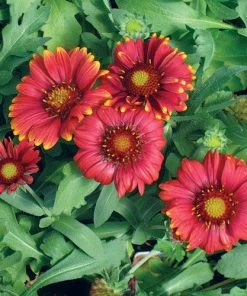 Arizona Red Shades Gaillardia -Outdoor Garden Care Shop gaillardia grandiflora arizona red shades 53251 1 web
