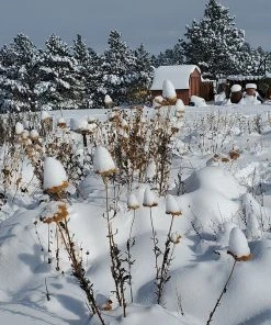 Coronation Gold Yarrow -Outdoor Garden Care Shop garden in snow dianeoneil