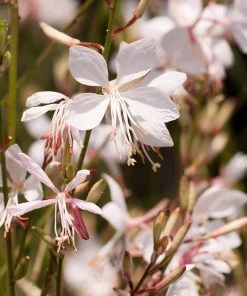 Snow Fountain Gaura -Outdoor Garden Care Shop gaura lindheimeri snowfountain bloom